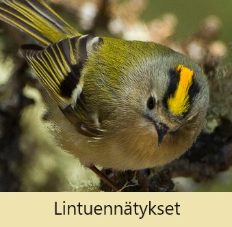 Linnut