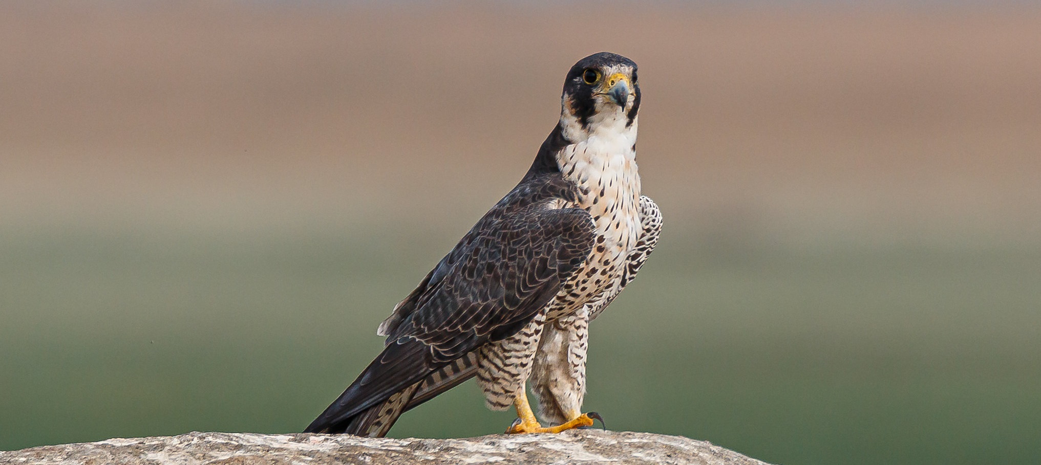 Muuttohaukka eli jalohaukka (Falco peregrinus)