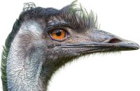 Emu