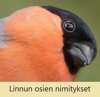 Linnut