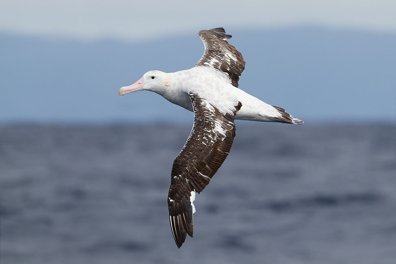 Jättiläisalbatrossi