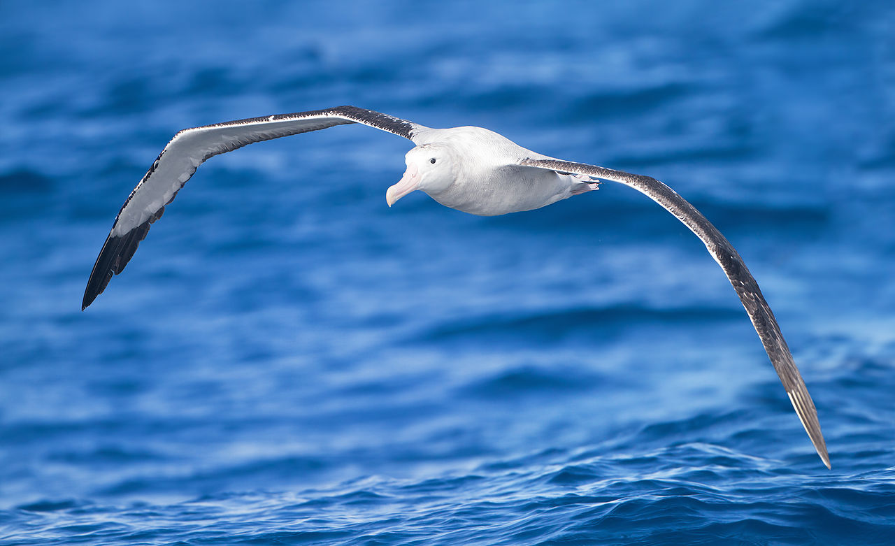 Jättiläisalbatrossi