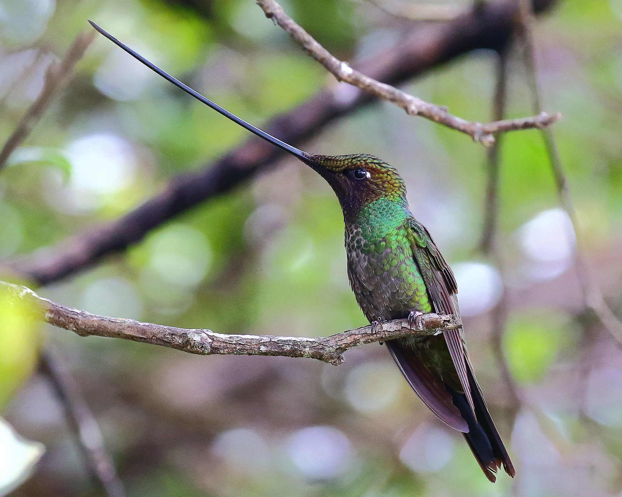 Peitsikolibri