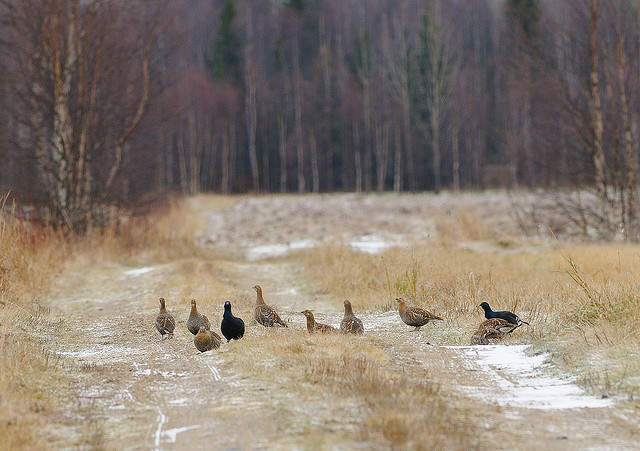 Teeriä