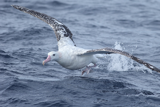 Jättiläisalbatrossi