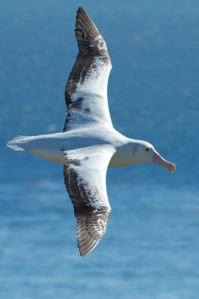 Jättiläisalbatrossi