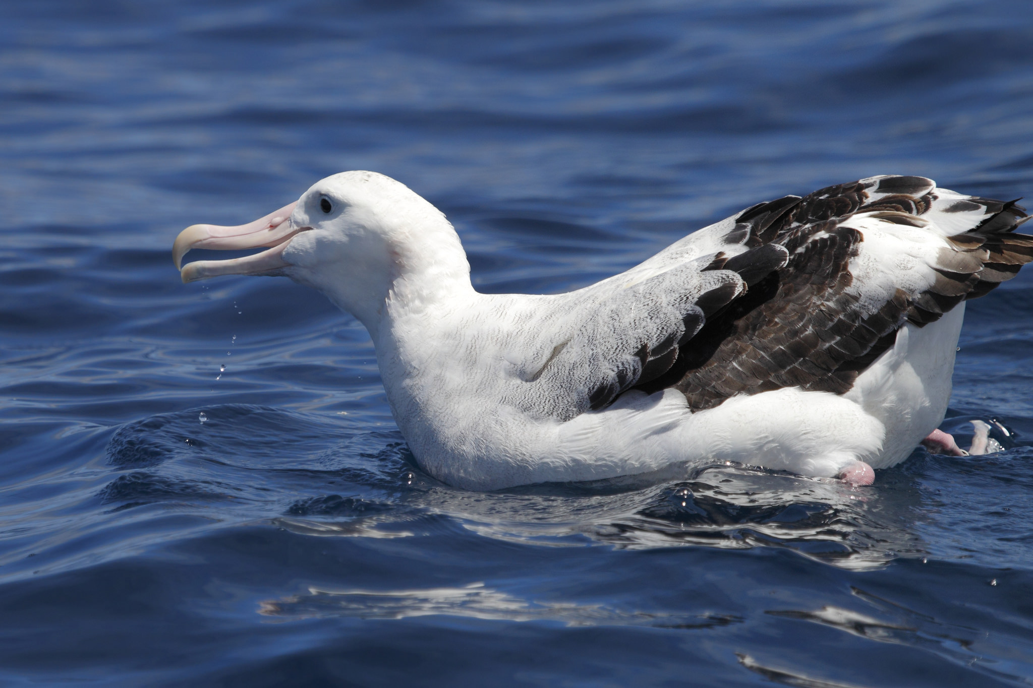 Jättiläisalbatrossi