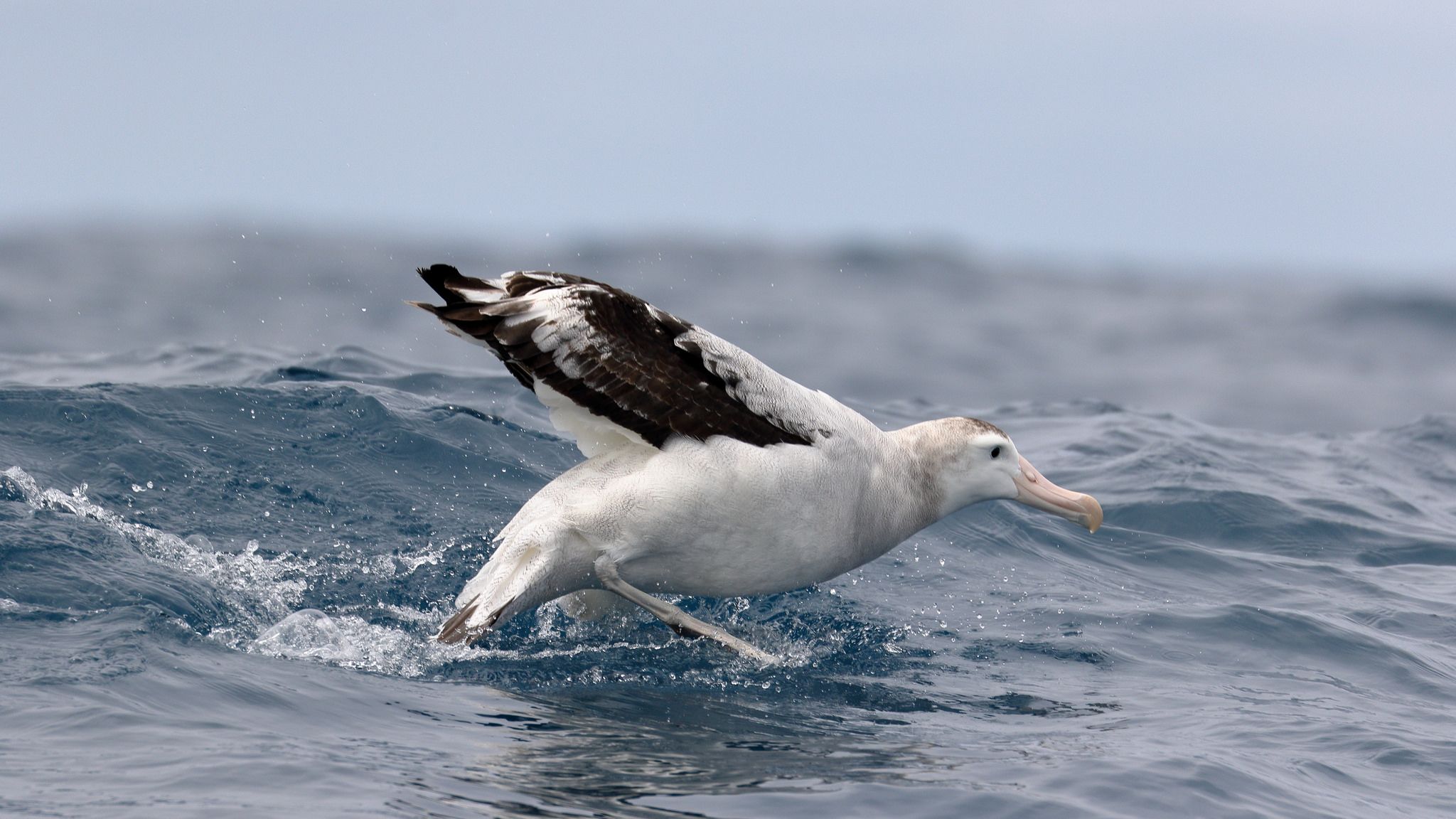 Jättiläisalbatrossi