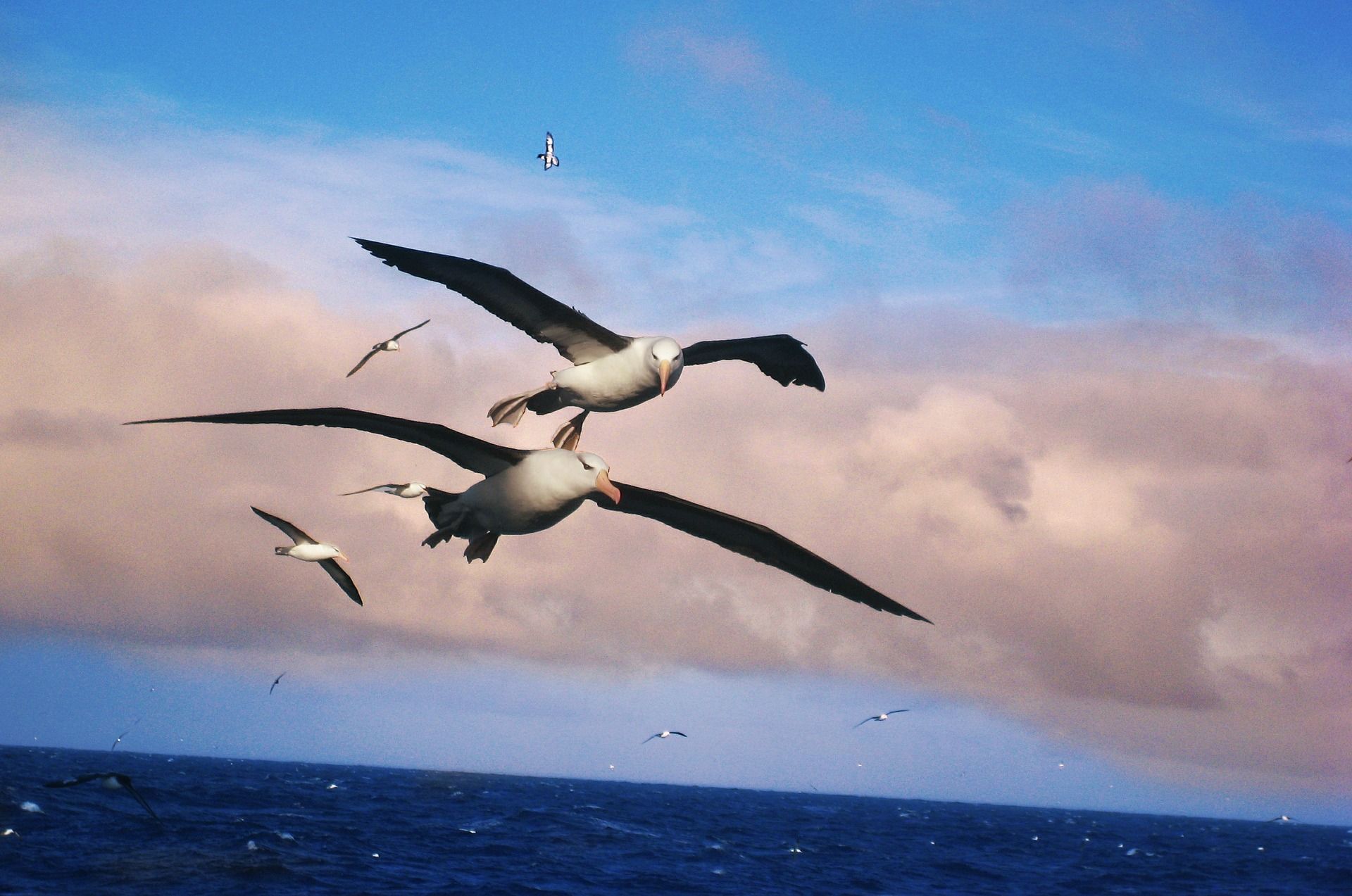 Jättiläisalbatrossi